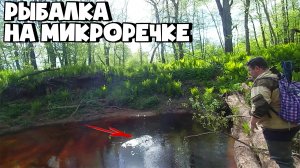 РЫБАЛКА НА ЕЛЬЦА В ЛЕСНОЙ РЕЧКЕ! ЛОВЛЯ ЕЛЬЦА В РУЧЬЕ!