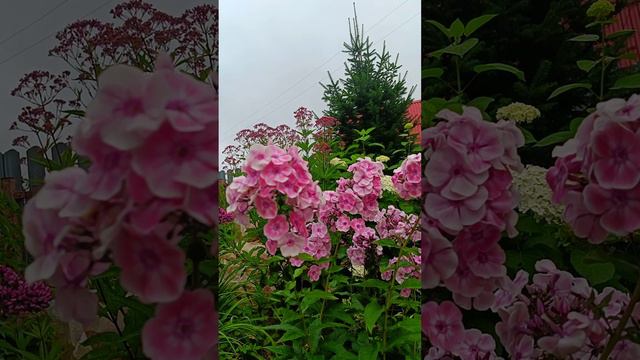 "Татьяна"- мой фарфоровый флокс смотреть онлайн