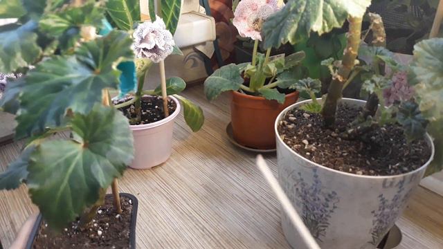 ЗИМОВКА БЕГОНИЙ В УСЛОВИЯХ КВАРТИРЫ ( ЧАСТЬ 3 )🌺 смотреть онлайн