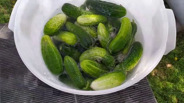 Соленые огурцы в банке как бочковые. Хранить можно в комнате смотреть онлайн