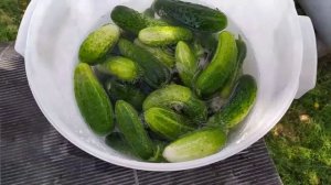 Соленые огурцы в банке как бочковые. Хранить можно в комнате