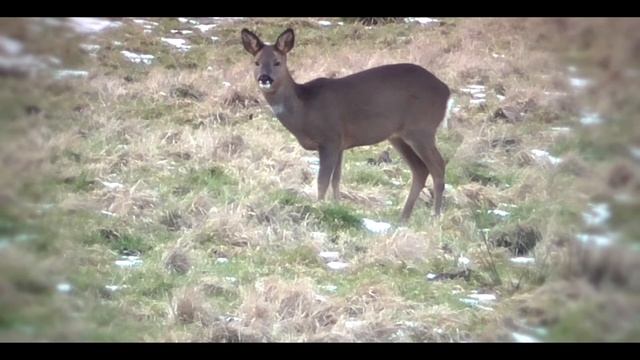 Dogs and Deers - Cinematic Video смотреть онлайн