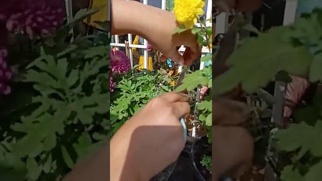 removing dead flower from plants смотреть онлайн