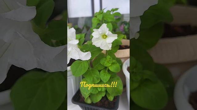 Петуния Белый шар из семян #садоводство смотреть онлайн
