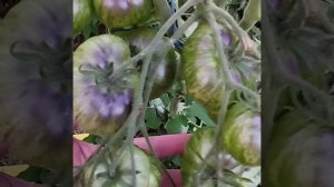 Обзор томатов Синий огонь , Кулак Поддубного и Дедуля Папайя .