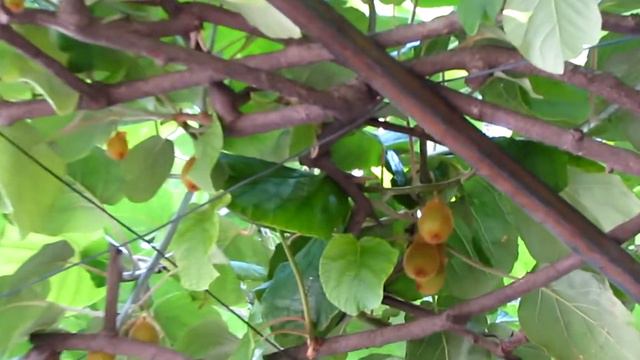 Киви растет на улице/Kiwi Growing On The Street