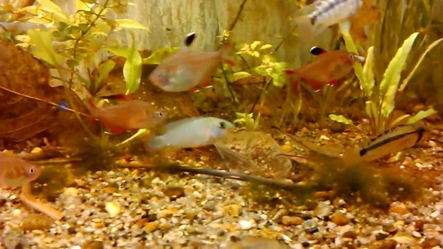 Apistogramma panduro, Apistogramma sp. _Papagei_, Apistogramma trifasciata.mp4 смотреть онлайн