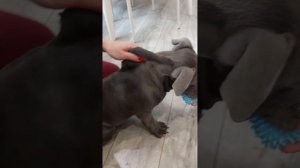 как поставить укол под холку собаке