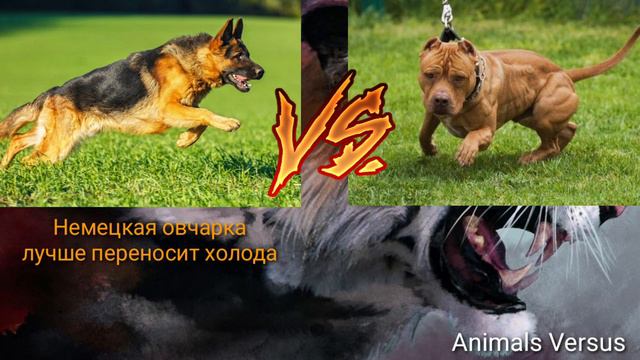 Питбуль против Немецкая овчарка. Pitbull vs German shepherd смотреть онлайн