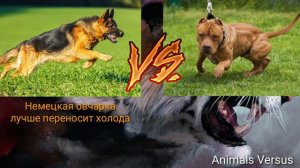 Питбуль против Немецкая овчарка. Pitbull vs German shepherd