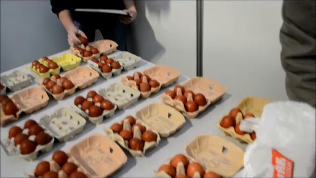 Оценка яйца маранс. Чехия. Lysa Nad Labem.16.01.2014.