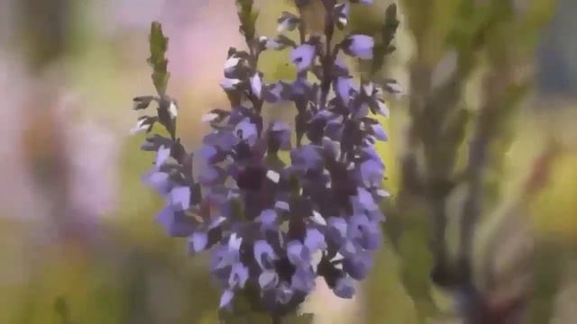 Зачем люди болеют Святые отцы — мирянам смотреть онлайн