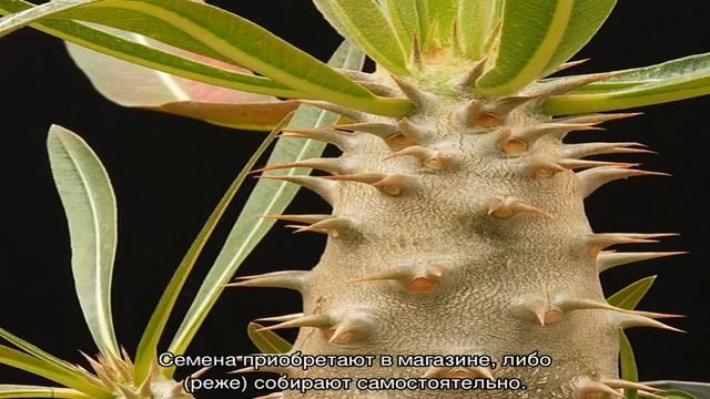Пахиподиум Ламера  как посадить Мадагаскарскую пальму