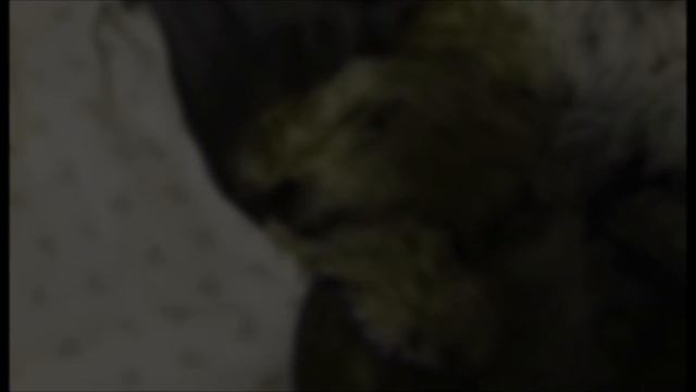 Iggy Azalea ft. Parrot & Dog - 'KREAM' смотреть онлайн