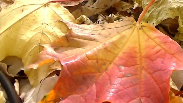 "Увеличительное СТЕКЛО" (Уолтер Де Ла Мэр) - песня Олега Лагуткина смотреть онлайн