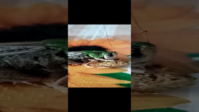 VID_20240630_164706 кузнечик . смотреть онлайн