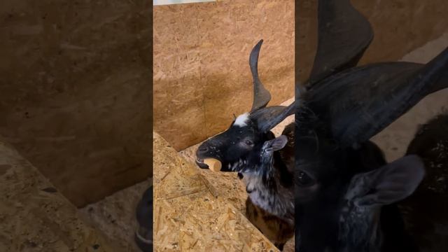 Папа и Лев ЗА в Лесном Посольстве смотреть онлайн