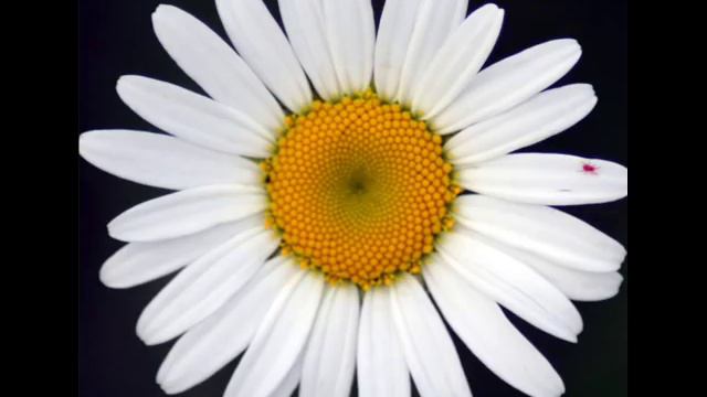 When death comes by Mary Oliver.wmv смотреть онлайн