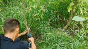 Как избавиться от клёна сорняка быстро без усилий раз и навсегда - борьба с сорняками на участке