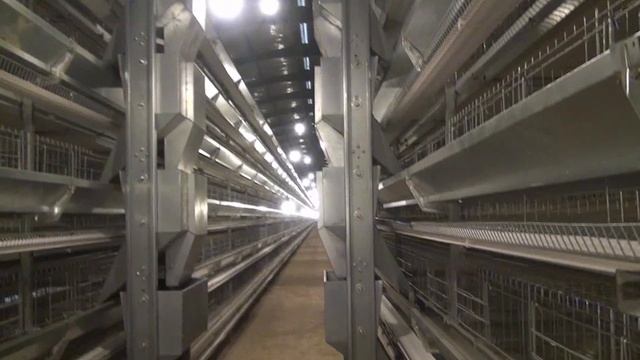 Самая Большая Фабрика по Производству Яиц в Китае