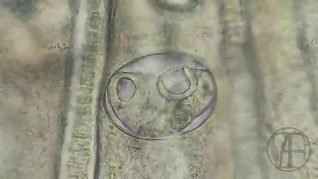 Трематода - паразитический плоский червь с двумя присосками (ротовой и брюшной). смотреть онлайн