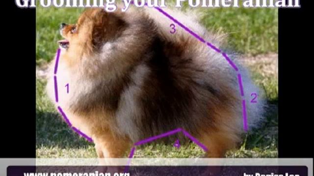 Pomeranian Trimming Guide by Denise Leo смотреть онлайн