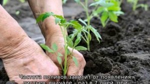 Томат Агата