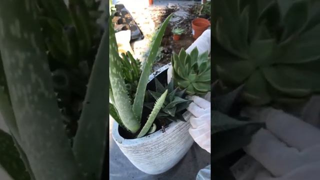 Суккулентный садик. Succulents смотреть онлайн