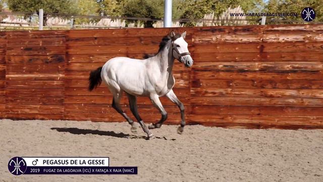 PEGASUS DE LA GESSE • M • PSL • 2019