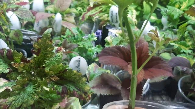 КОЛЕУСЫ. ПРОБЛЕМЫ ПРИ ВЫРАЩИВАНИИ