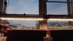 Подсветка рассады - сколько часов досвечивать? Ольга Чернова.