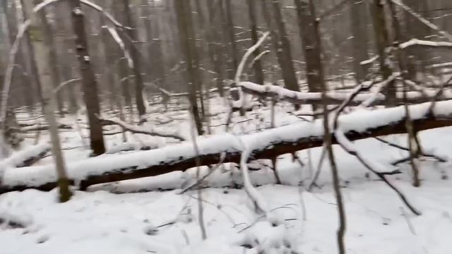 ГРИБНИК ПОЛУЧИЛ ЗАРЯД БОДРОСТИ В ЗИМНЕМ ЛЕСУ ! Грибы 2022 ! смотреть онлайн