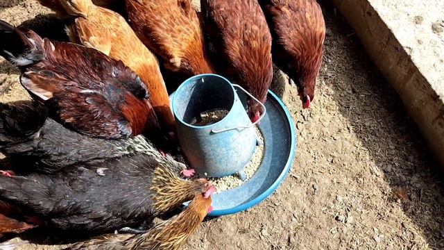 Control Egg Timing and Start Easy Farming | Relation Between Feeding, Lighting and Egg Laying смотреть онлайн