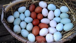 Лучшая порода кур. АМЕРАУКАНА.