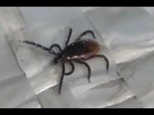 Энцефалитный КЛЕЩ  Определяем что КЛЕЩ на ВАС в ТАЙГЕ на Рыбалке Охоте в Походе в Тайге в Лесу