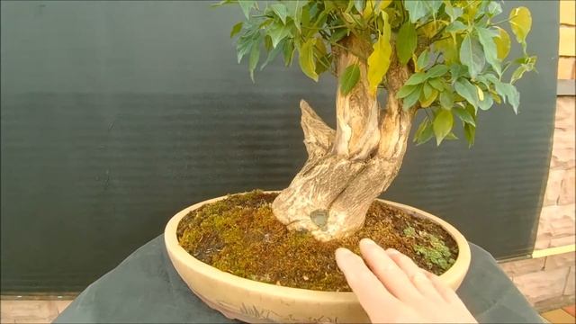 Краски осени бонсай бересклет Европейский Euonymus europaeus 3 2020 год смотреть онлайн