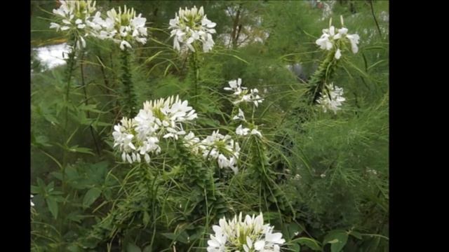 Spider flowers - Cleome spinosa ღ✿ღღ✿ღ смотреть онлайн