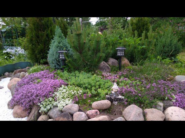 Лаванда из семян. Часть 2. смотреть онлайн