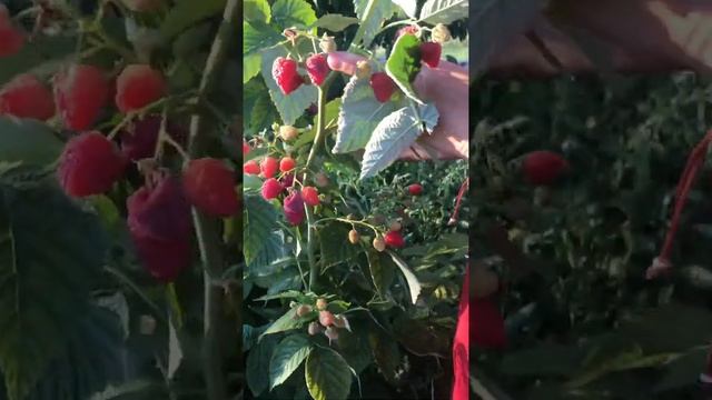 ЖАР-ПТИЦА- Малина ремонтантная. Сладкий сорт ремонтантной малины. смотреть онлайн