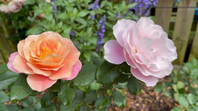 Floribunda Rose - Distant Drums смотреть онлайн