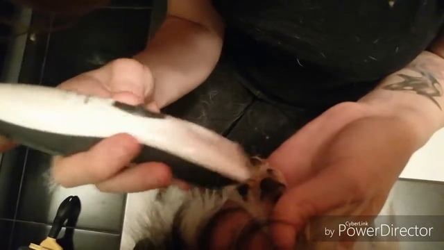 Как ухаживать за лапками? Бреем лохматые лапки папильона Покера. Грумер-Виктория