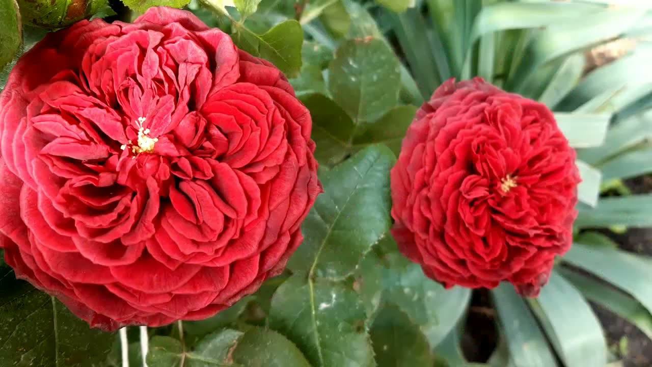 Прогуляемся по саду, полюбуемся розами смотреть онлайн