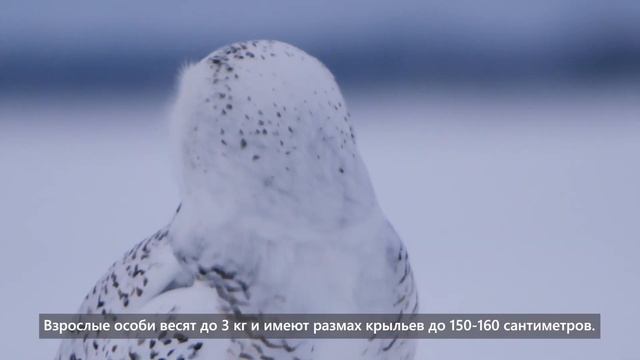 Белая хищница смотреть онлайн