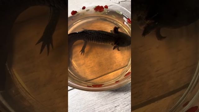 Белый налёт на аксолотле чем лечить. Что делать если аксолотль повредил лапу.