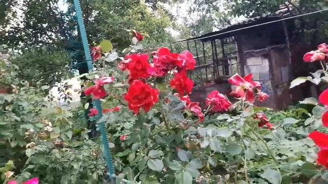 Обрезка плетистых роз , после первой волны цветения! смотреть онлайн