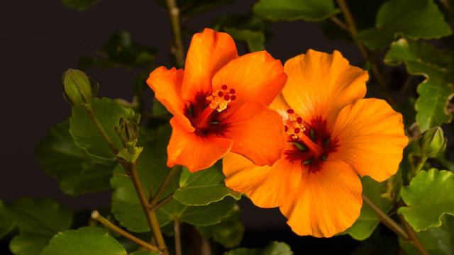 4K Hibiscus Flower Blooming Timelapse смотреть онлайн