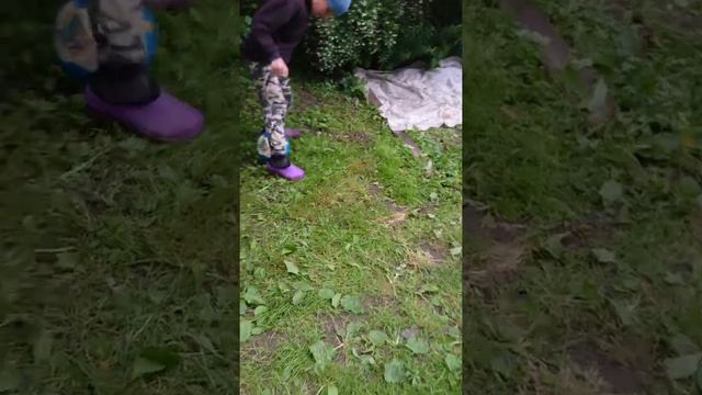 Такса играет в футбол ⚽ смотреть онлайн