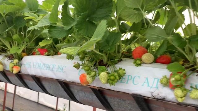 Представяне на Целогодишни ягоди сорт Фламенко - Presentation of Everbearer Strawberries Flamenco смотреть онлайн