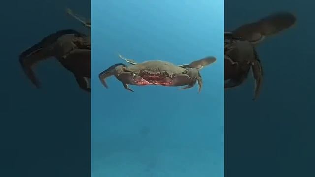 КАК ПЛАВАЕТ КРАБ