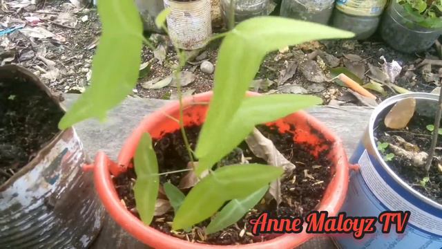 butterfly plant collection||Anne Maloyz TV||Plant Vlog смотреть онлайн